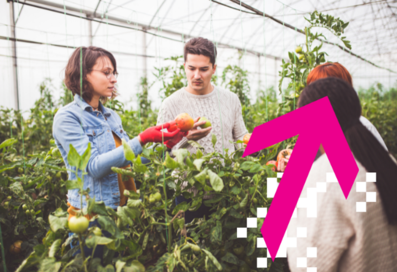 Four people looking at a crop harvest in a greenhouse